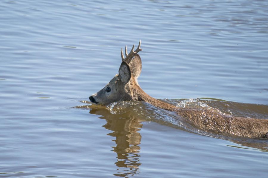 Tiere