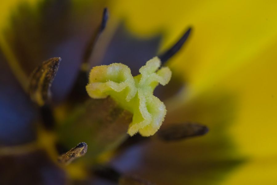 Macro