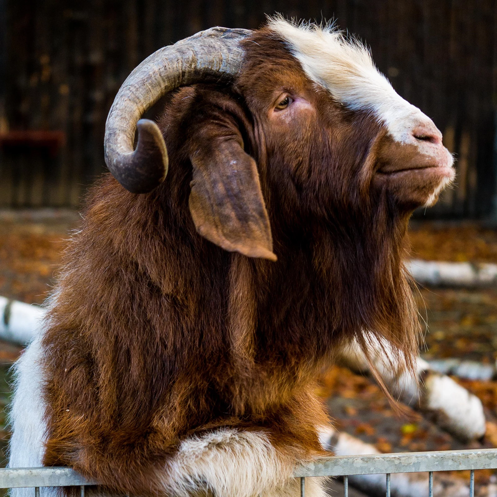 Günther